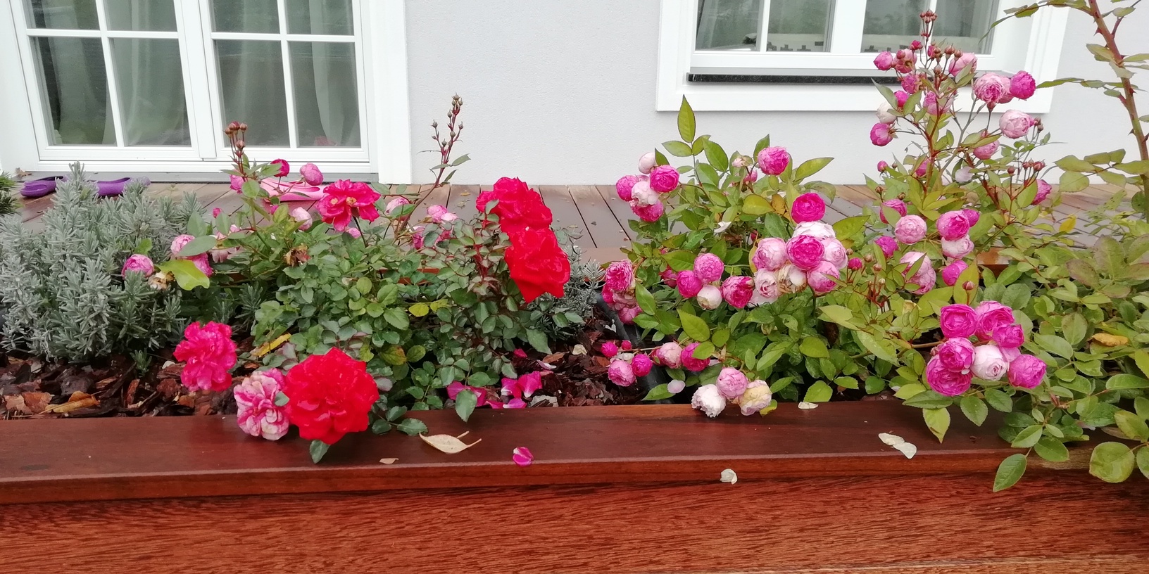 Apželdinimo Projektas