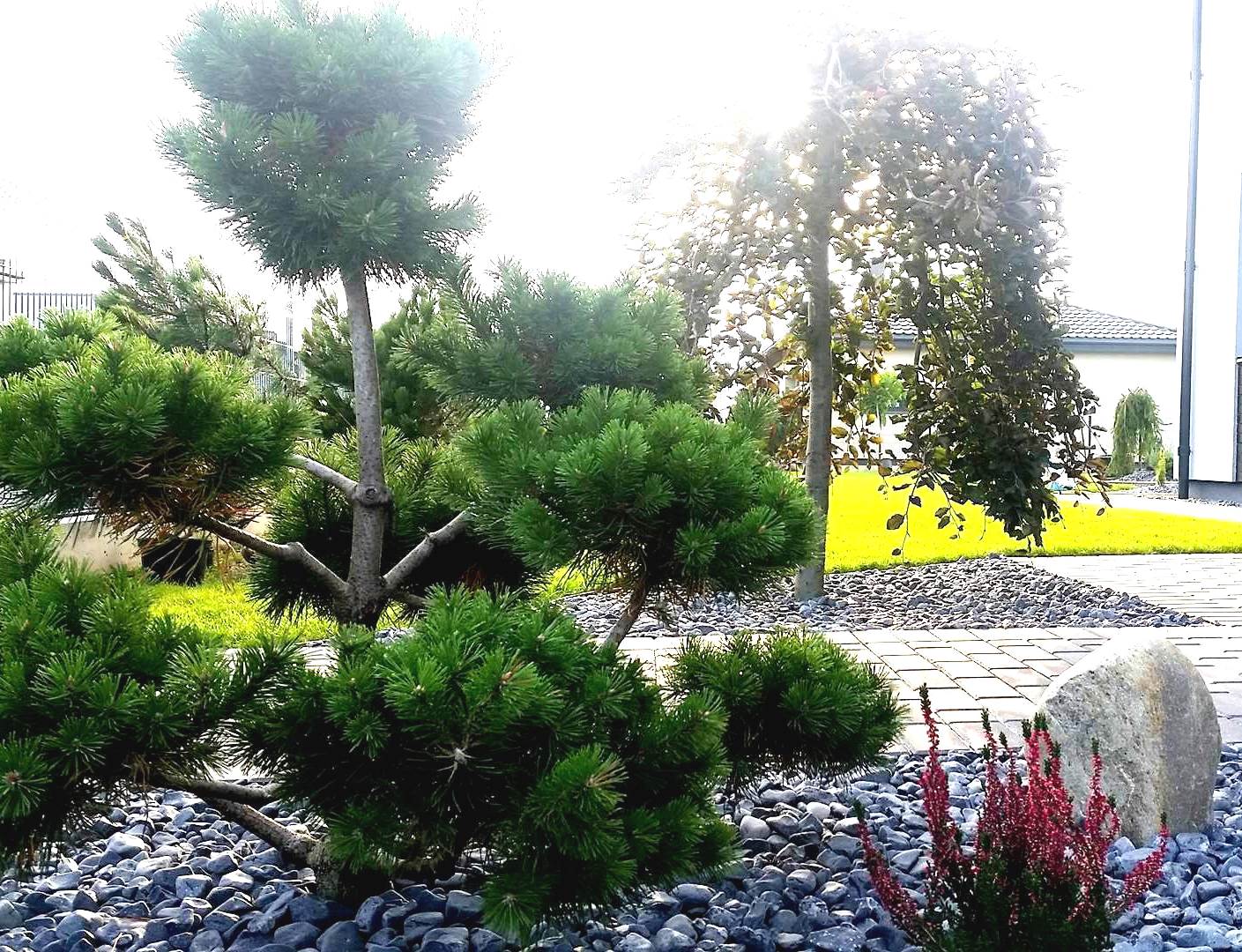 Apželdinimo Projektas